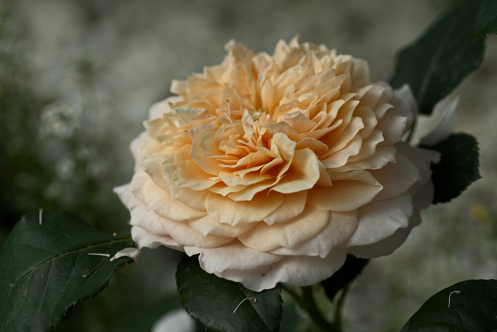 Photograph by Юрий Кашлевский