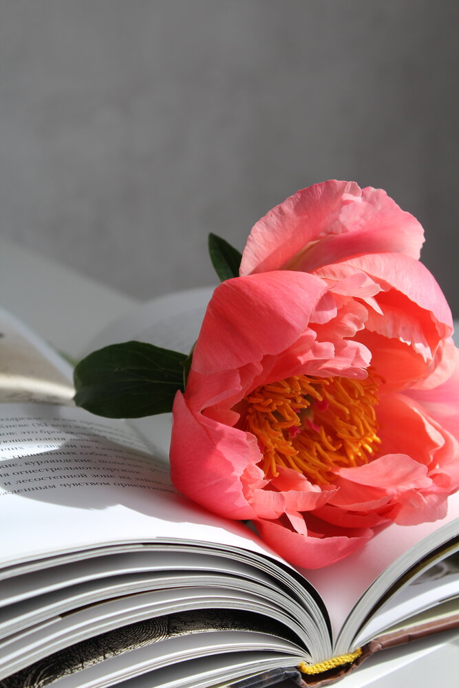 Coral sunset peony