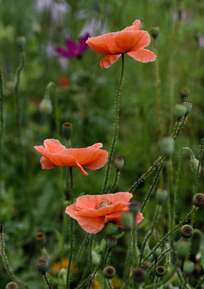 Photograph by Ксения Шилина