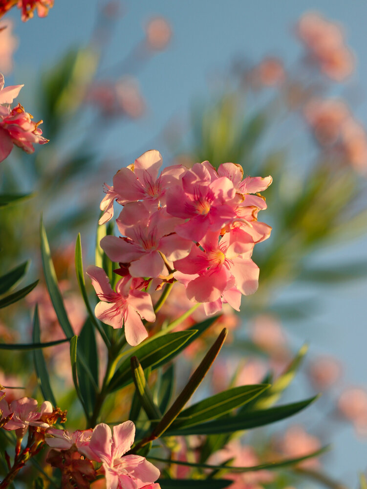 oleander
