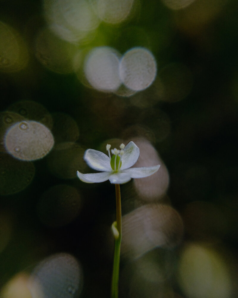 nature_lemonblossom