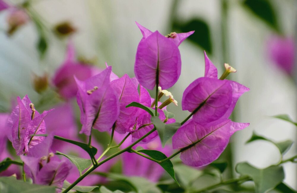 Photograph by Елена Василева
