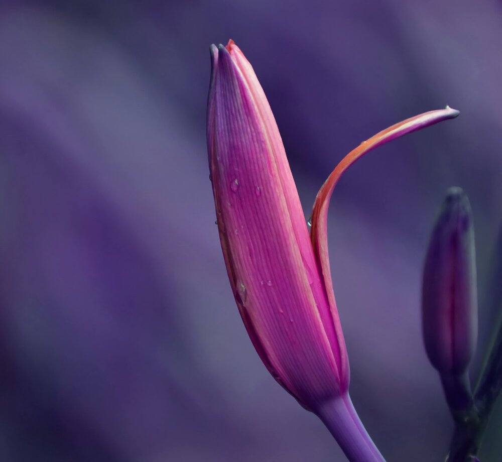 Photograph by Елена Василева