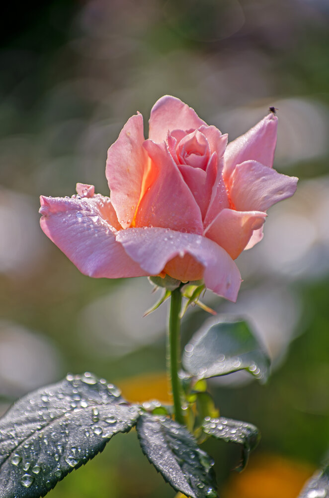 Photograph by Галина Григорьева