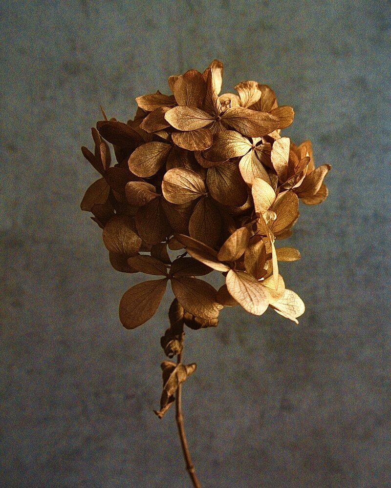 Photograph by Kolotova Irina