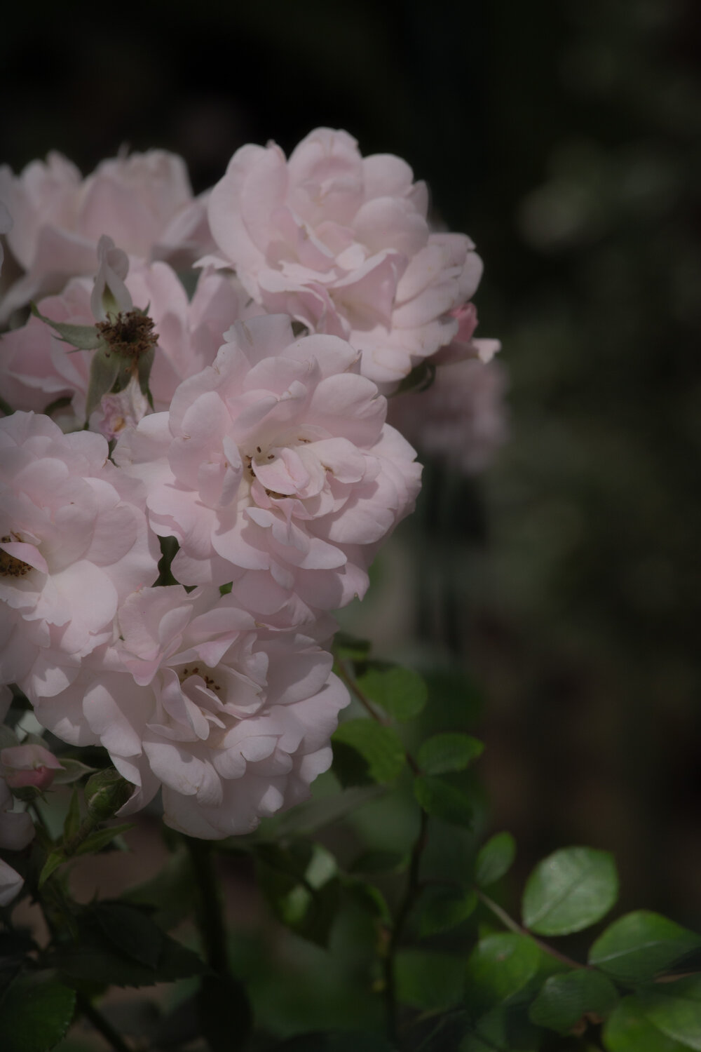 Photo #13856320