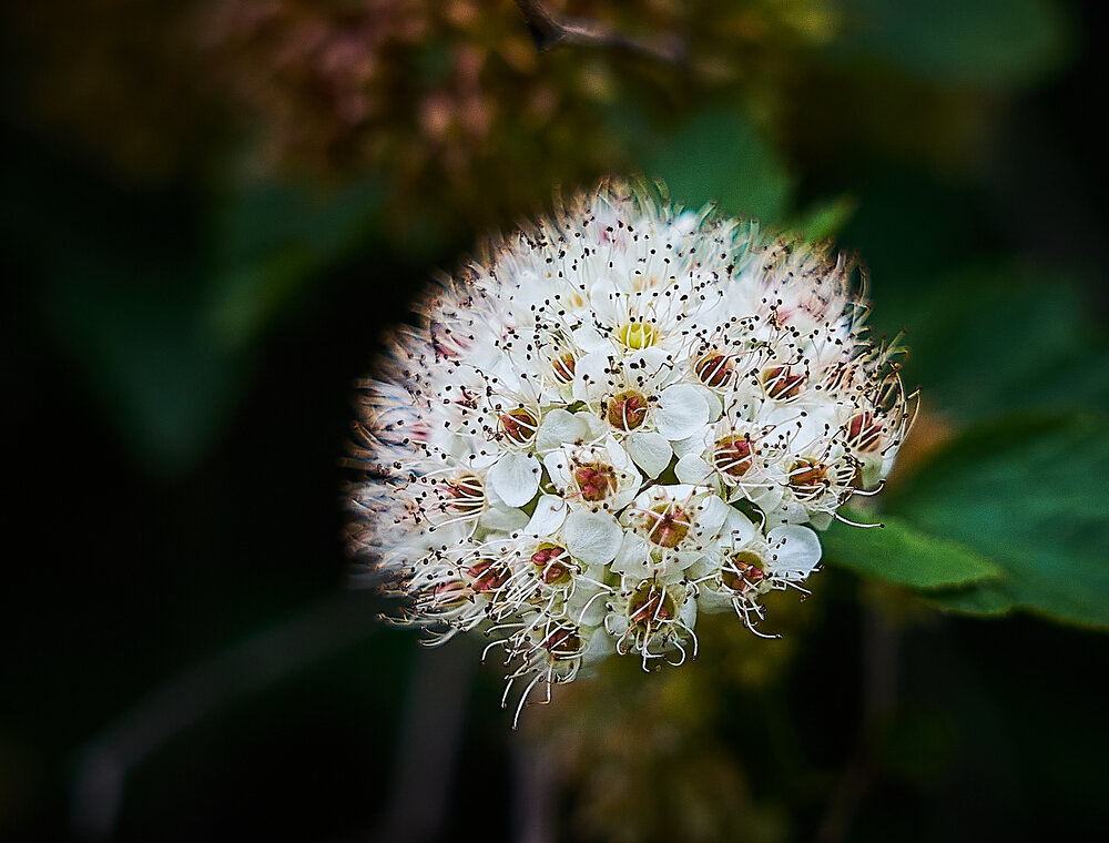 Photograph by Лариса Н