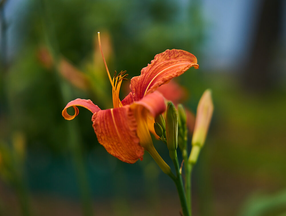 Photograph by Лариса Н