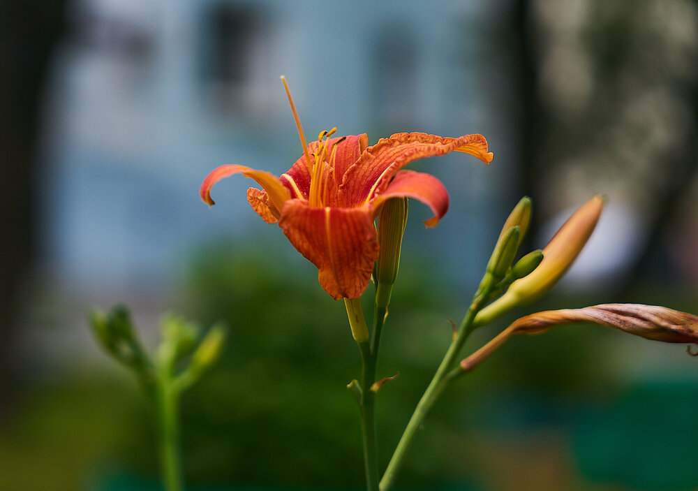 Photograph by Лариса Н