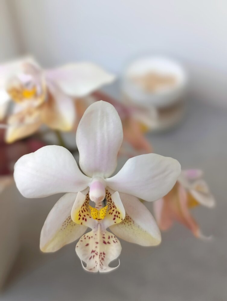 Photograph by Татьяна Смирнова