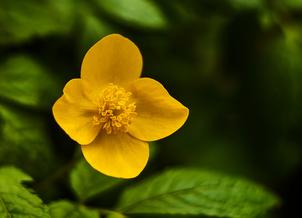 Photograph by Лариса Н