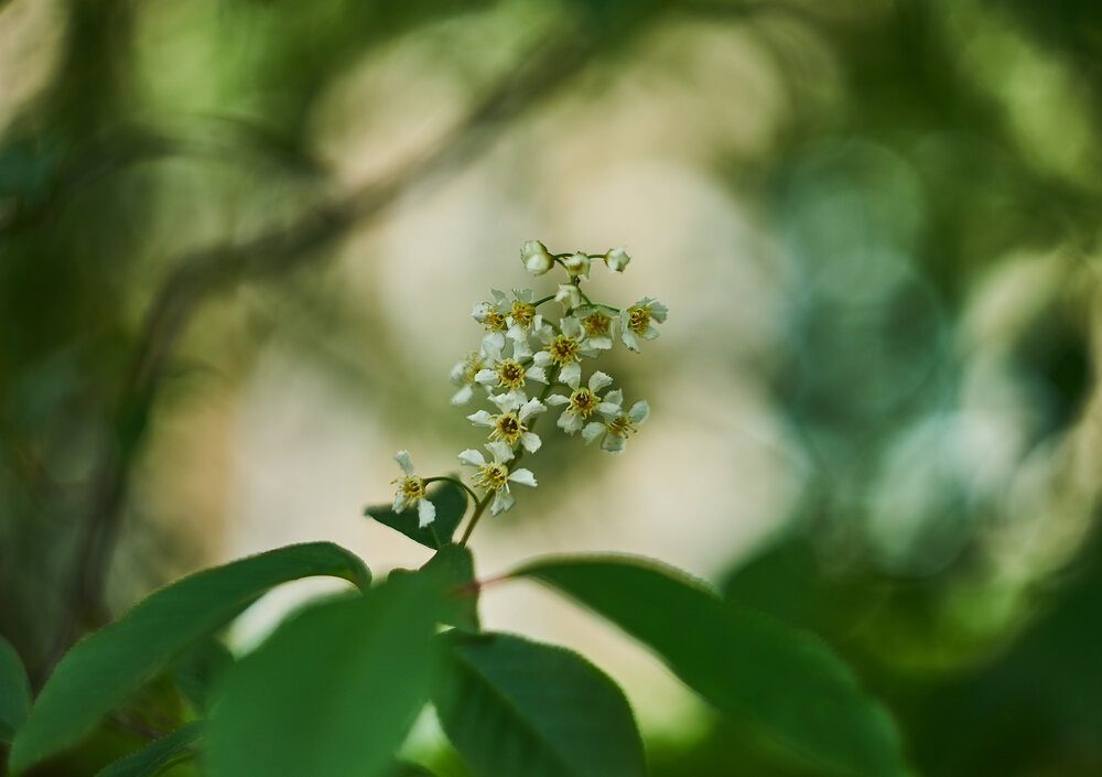 Photograph by Лариса Н