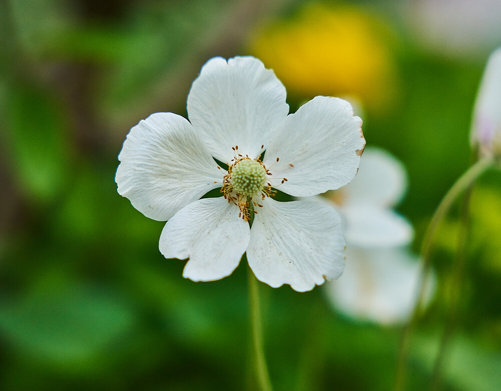 Photograph by Лариса Н
