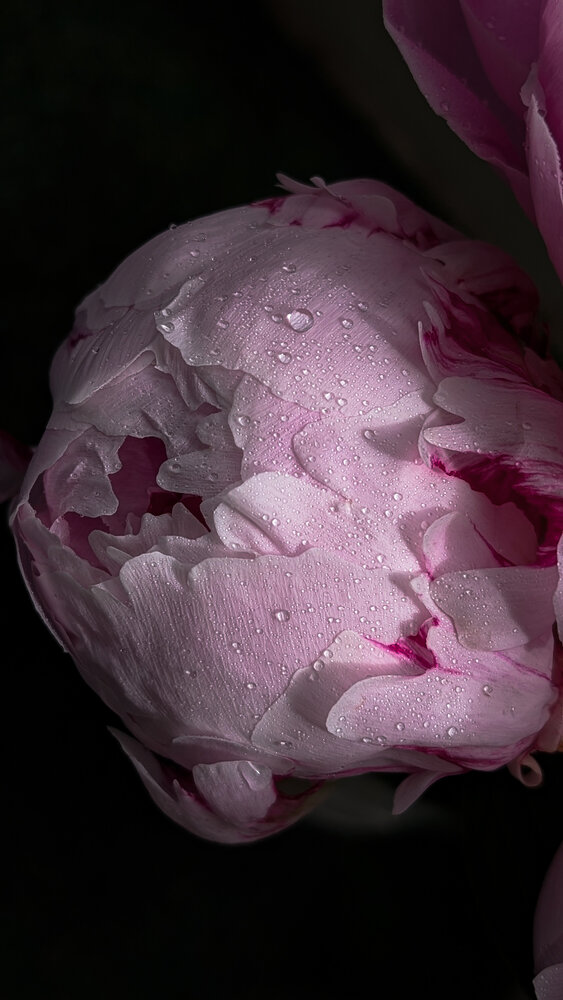 Photo #13856445