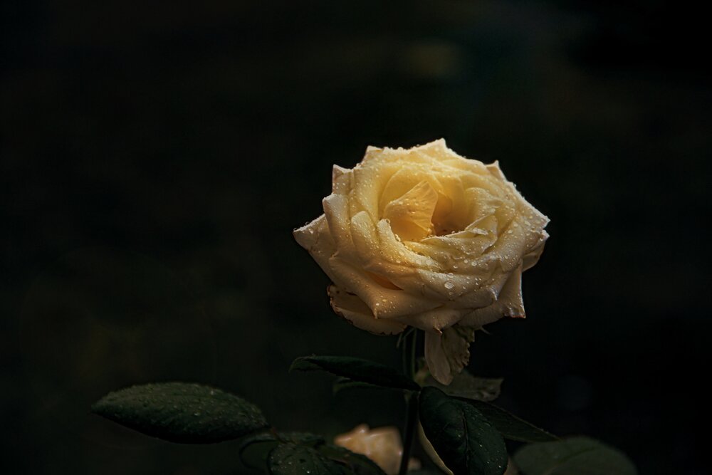 Photograph by Ирина Соколова