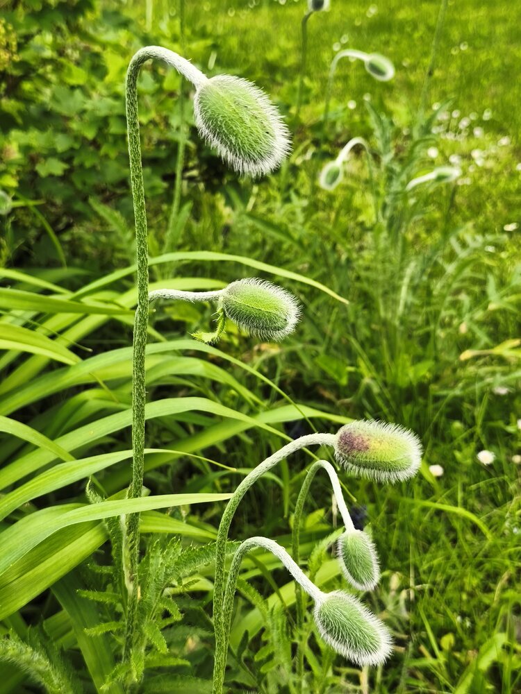poppies