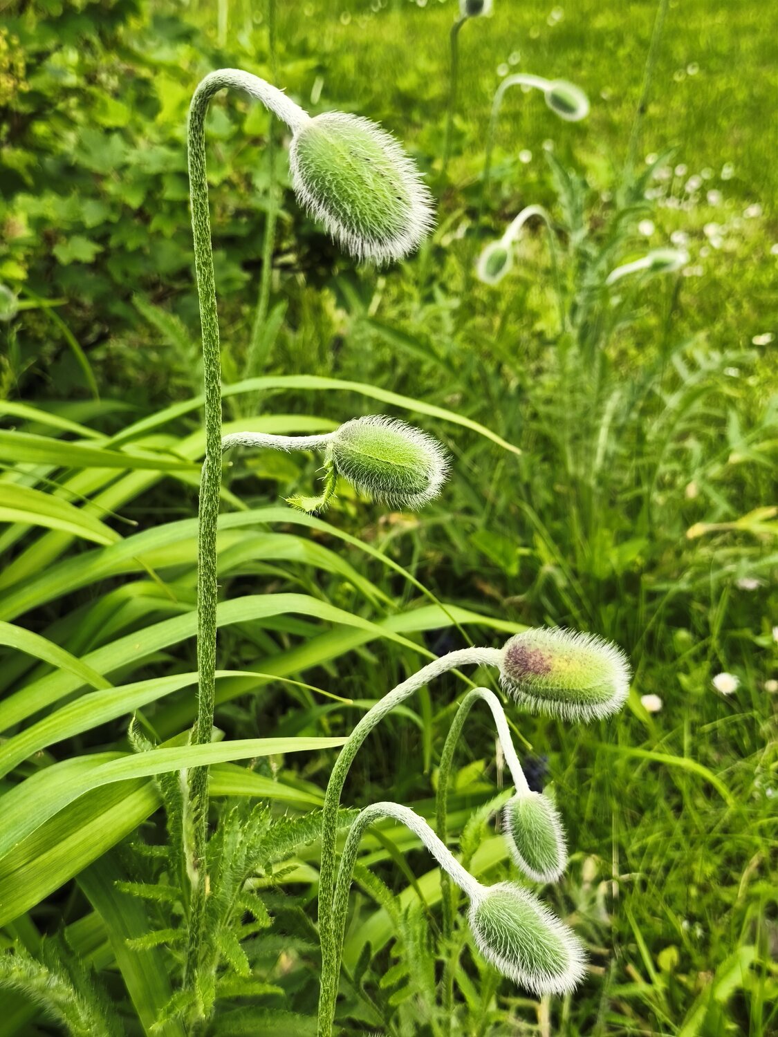 poppies