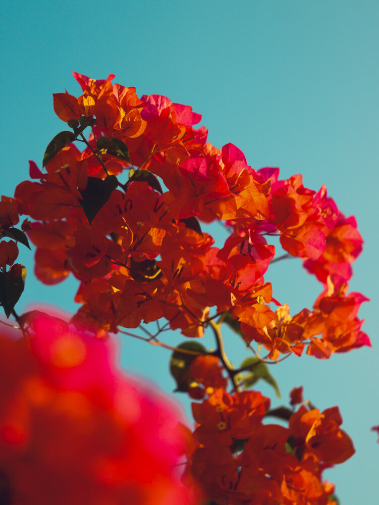 bougainvillea