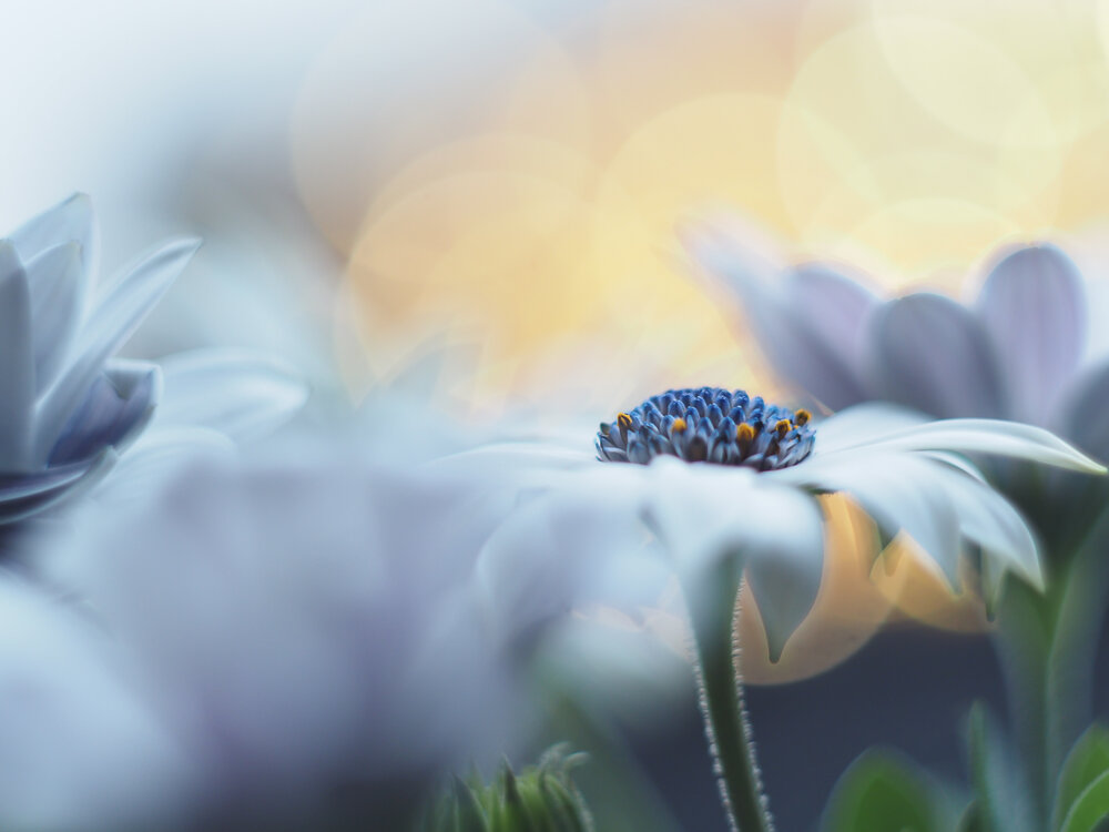 Photograph by Orsolya Eszter Nagy