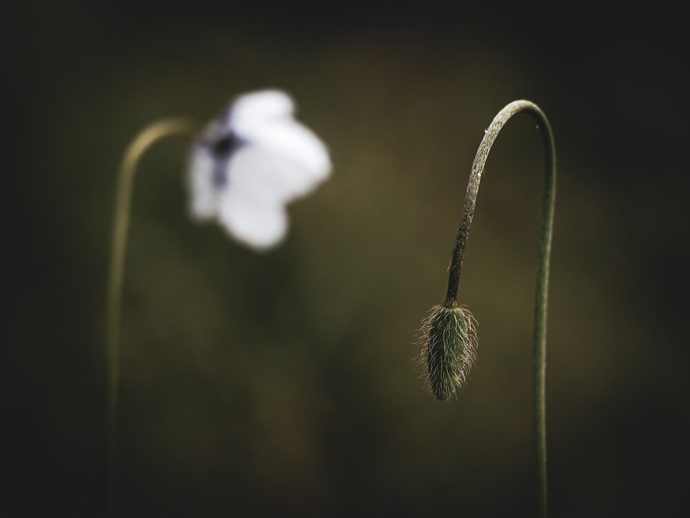Photograph by Orsolya Eszter Nagy