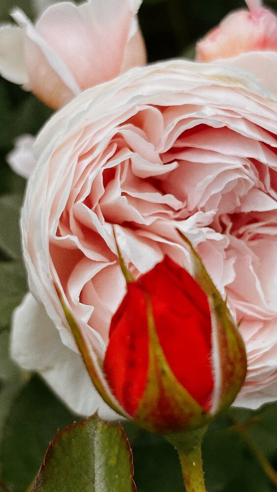 Photograph by Mary Body