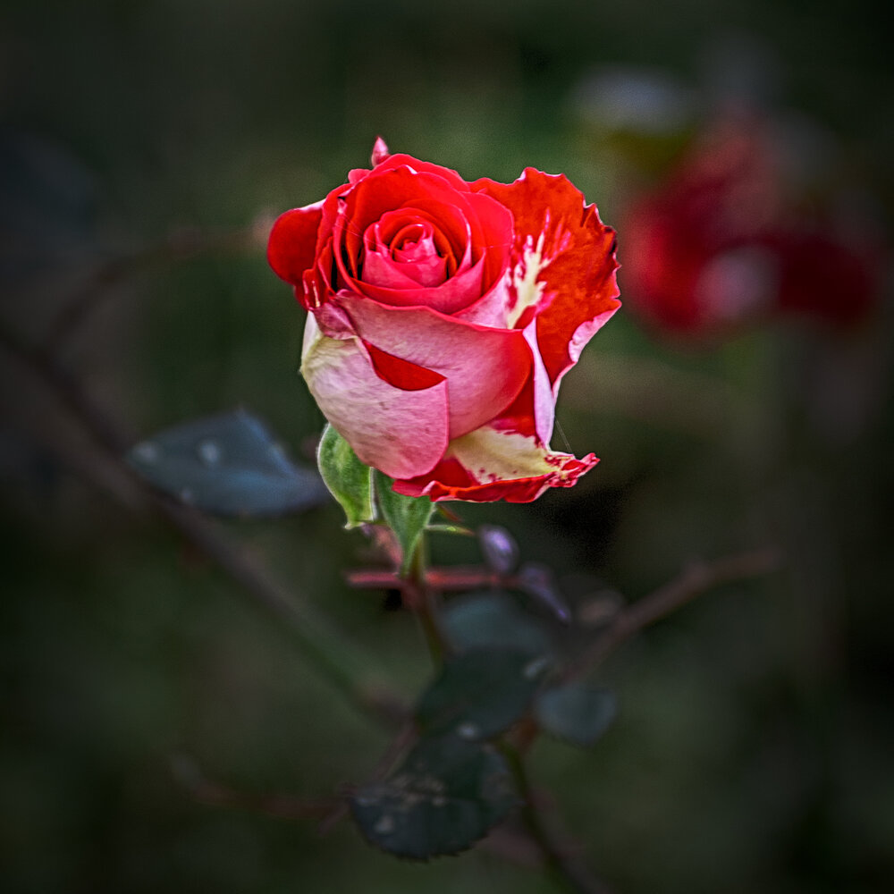 Photograph by Роман Приходько