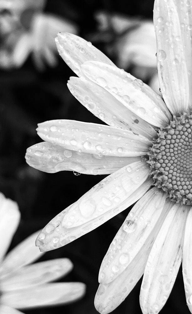 Photograph by Mary Body
