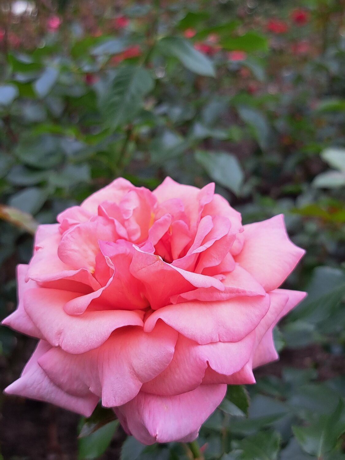 Photo #13857003