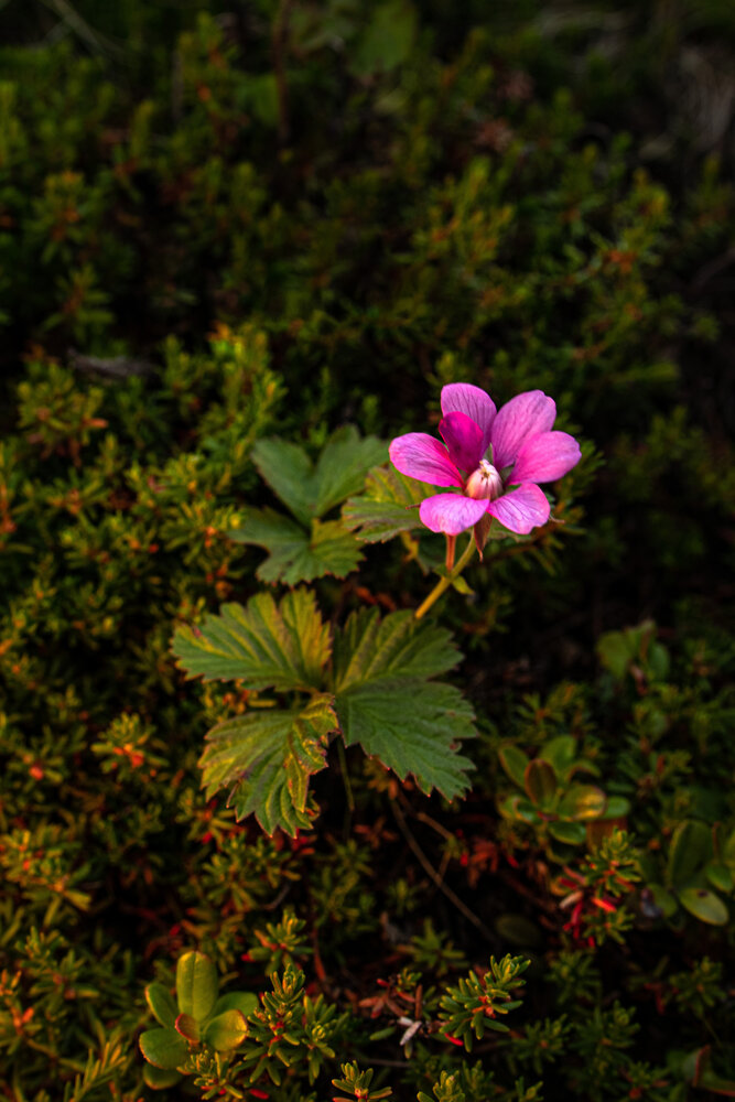 Photograph by Екатерина Лазуткина