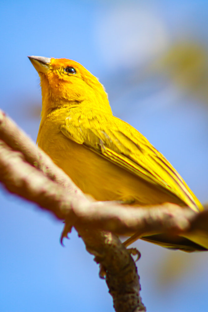 BIRD brazil