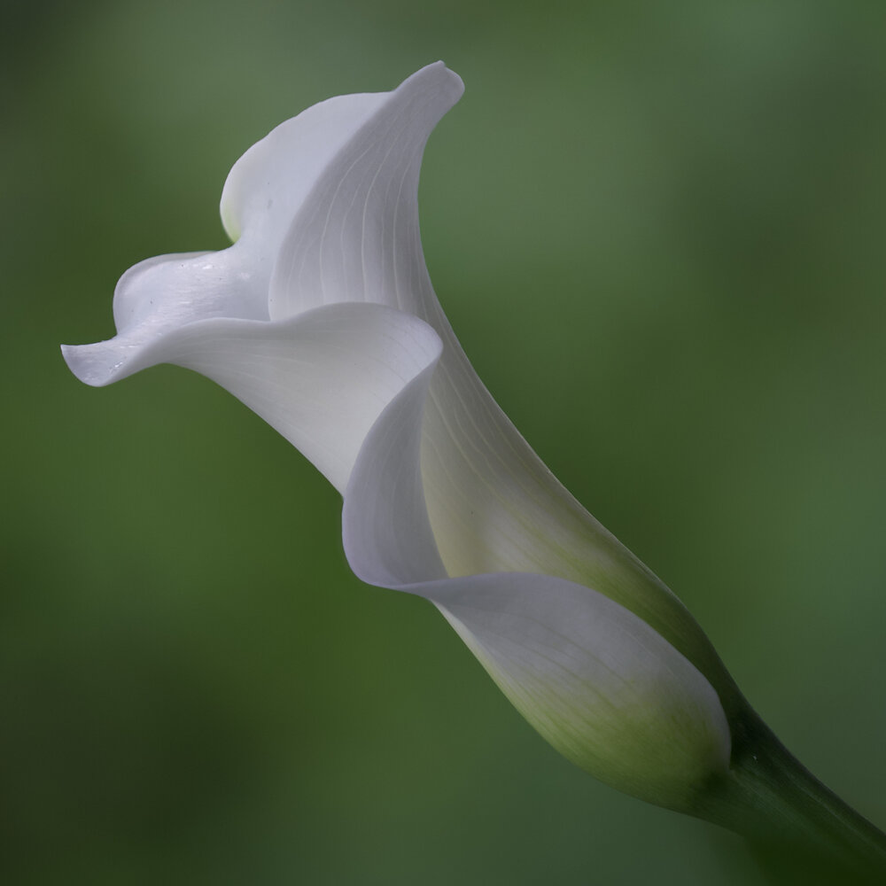 Photograph by Marina Krivitskaya