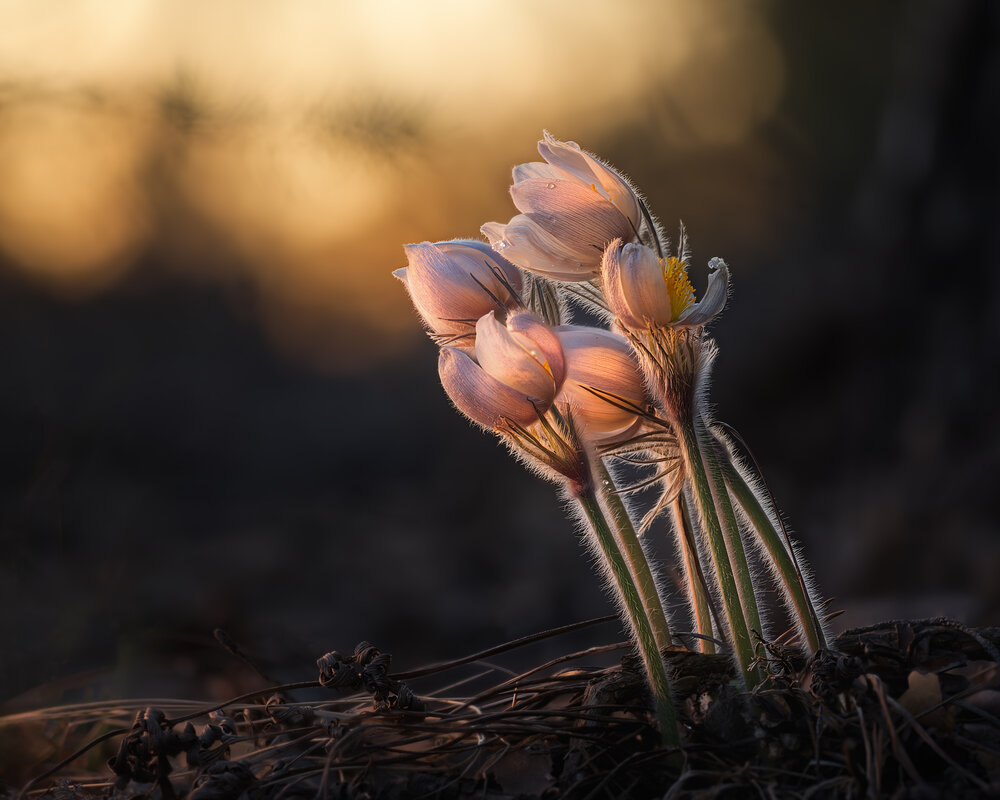 Photograph by Медянцев Дмитрий