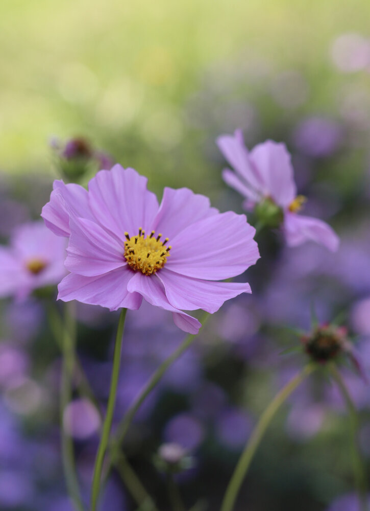 Photograph by Анна Чичилова