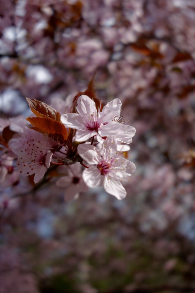 Photograph by Elizaveta