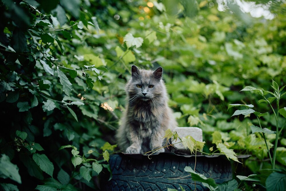 Фотография автора Виталий Воронин