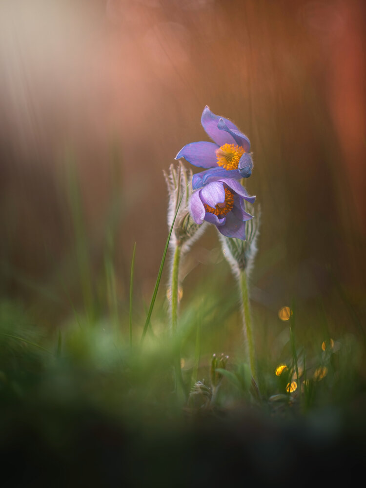 Photograph by Lapshina Vladlena