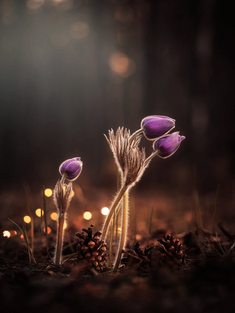 Photograph by Lapshina Vladlena