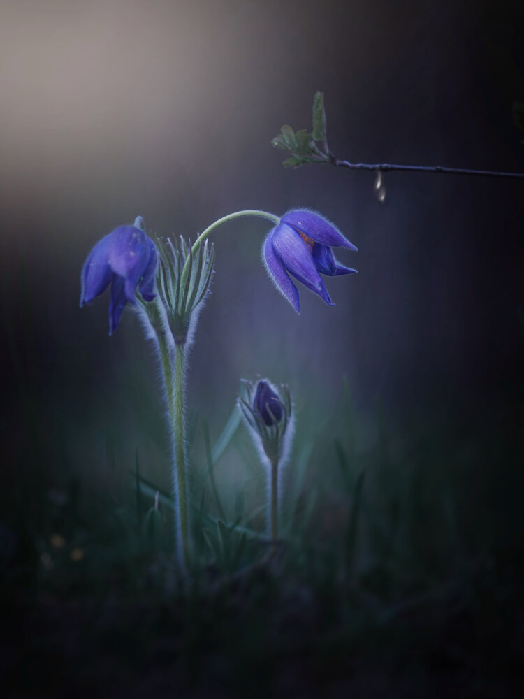 Photograph by Lapshina Vladlena