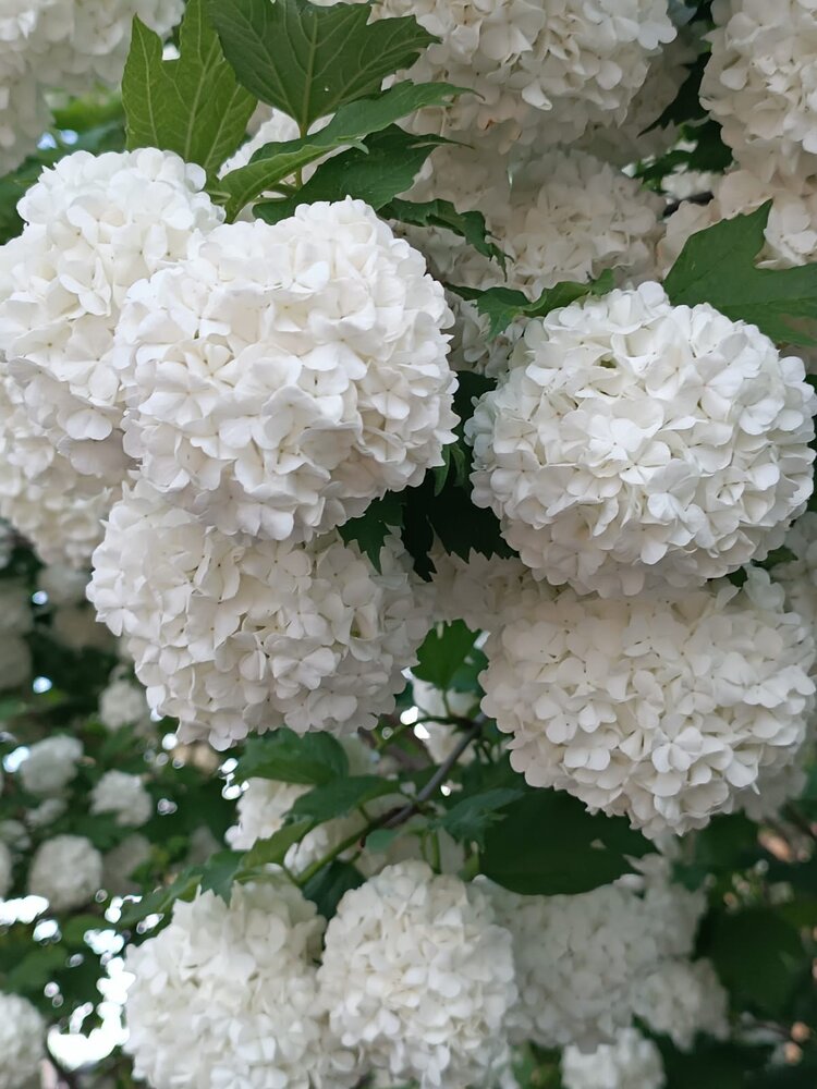 Photograph by Елена Колышева