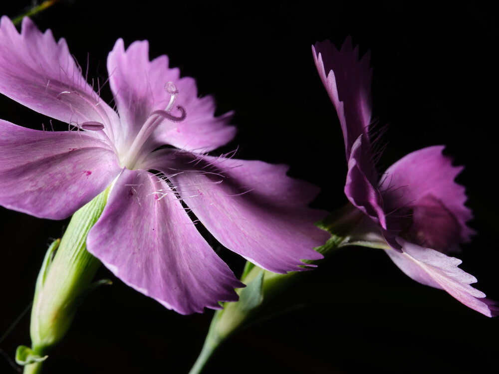 Photograph by Александр Пахмутов
