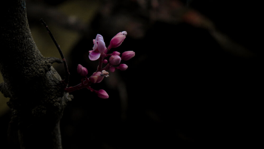 Photograph by Trong Hoang