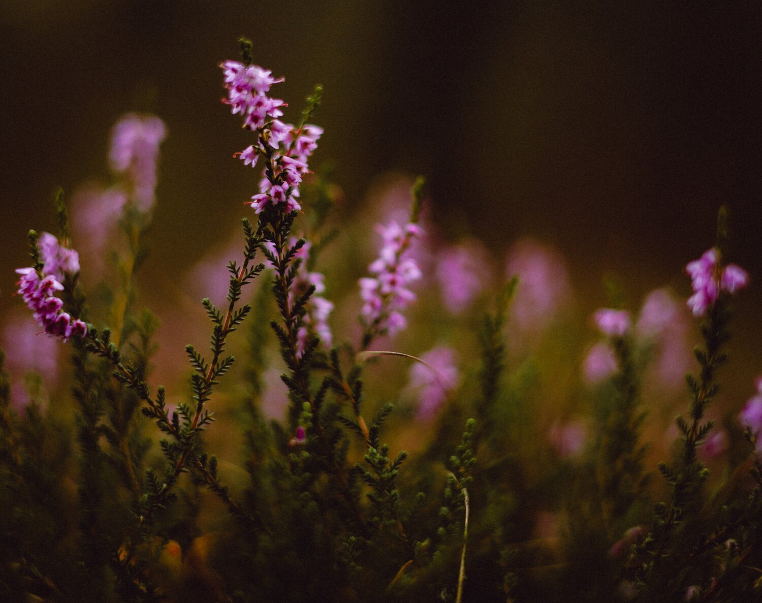 The Quiet Bloom