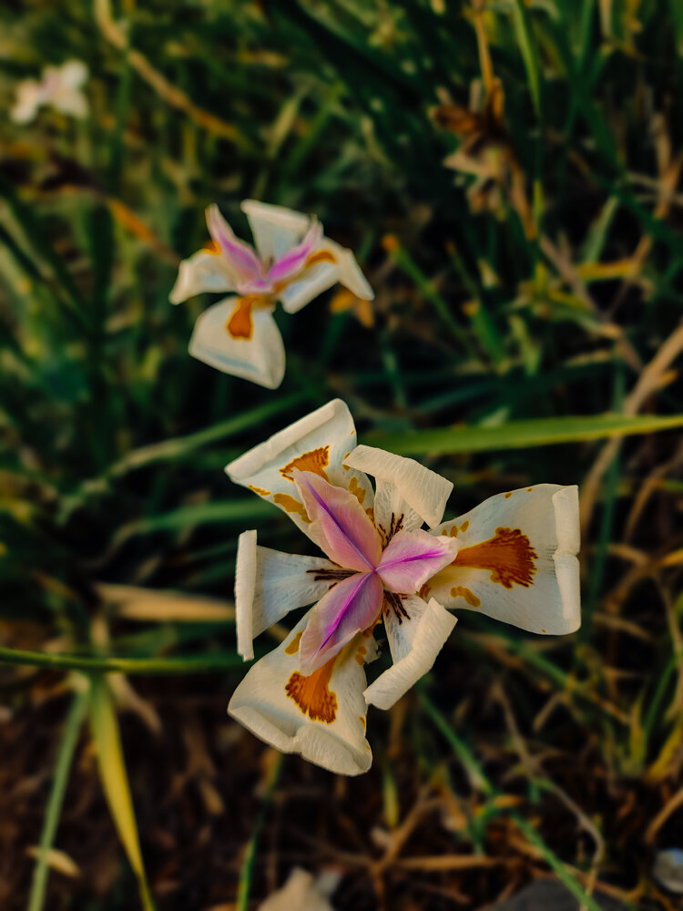 Photograph by Galina Israilov