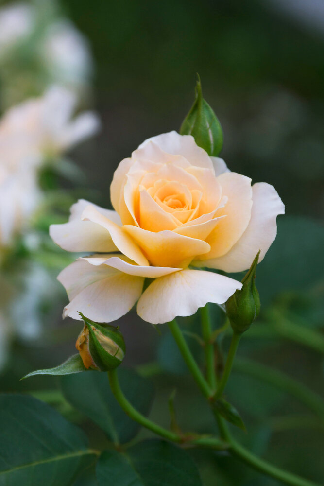 Photograph by Шевелева Юлия