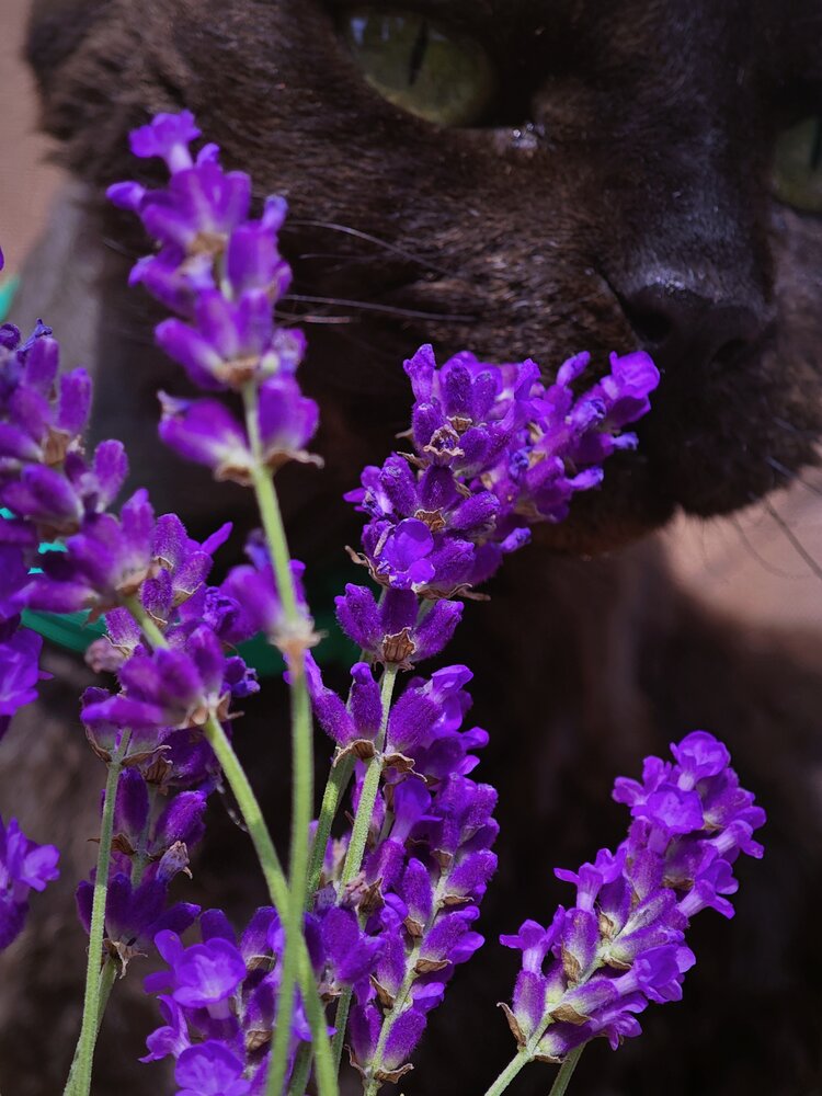 Photograph by Светлана Мищенко