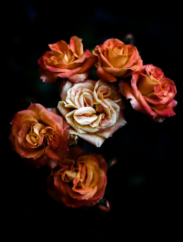 Photograph by Vasilisa the Beautiful