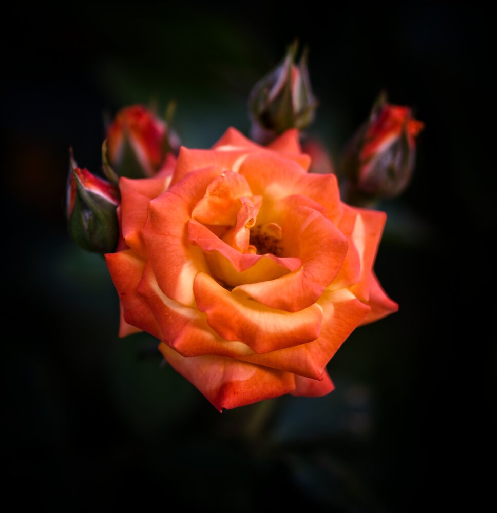 Photograph by Vasilisa the Beautiful