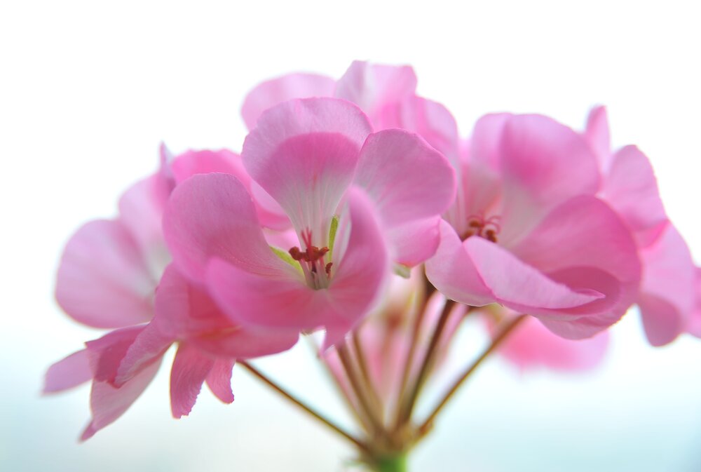Photograph by Михаил Плецкий
