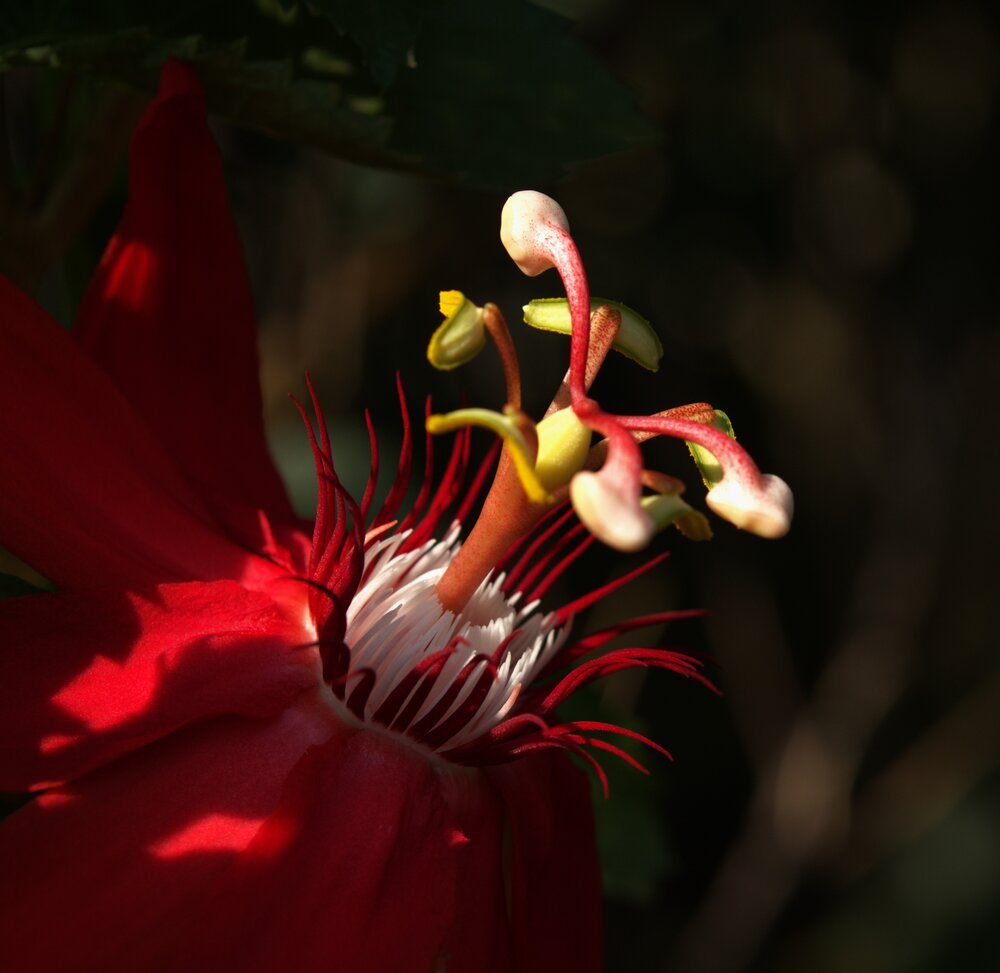 Photograph by AmanPreet kaur saluja