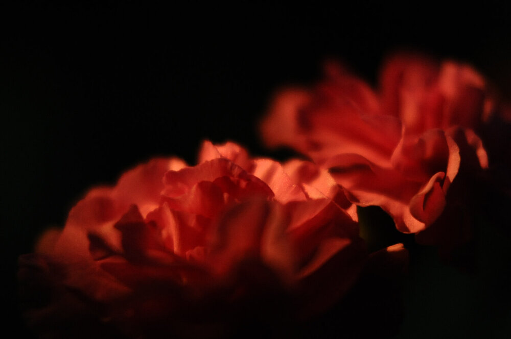 Photograph by Михаил Плецкий